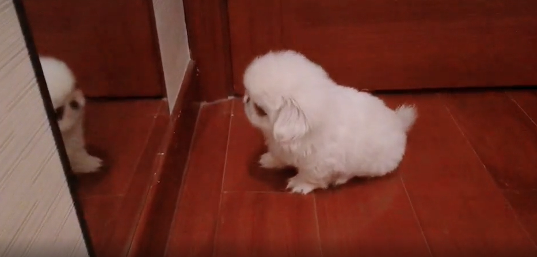 所见外境，皆是自心（点击查看视频）