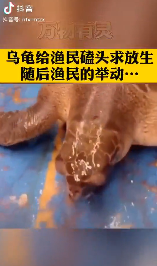 乌龟给渔民磕头（点击标题查看小视频）