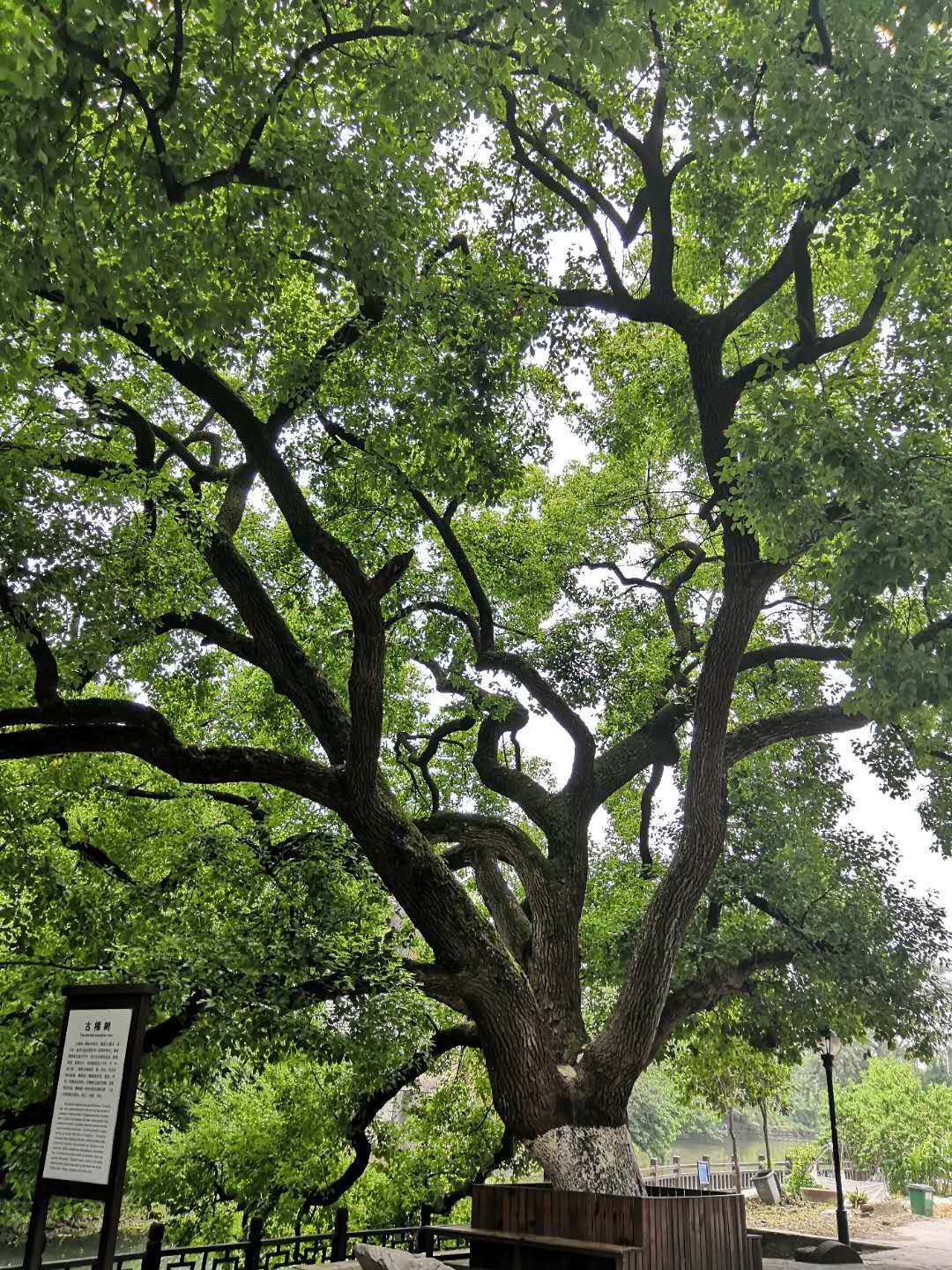看到树叶茂密的时候，我们愿一切众生，以定而得解脱，以定而为清凉。
