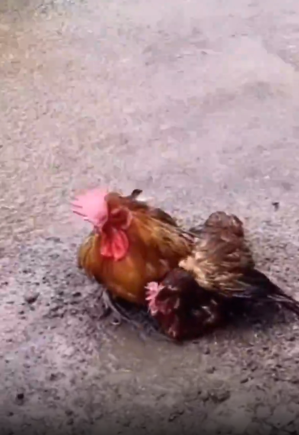 ❤鹿的故事❤（点击标题查看感人的小视频）