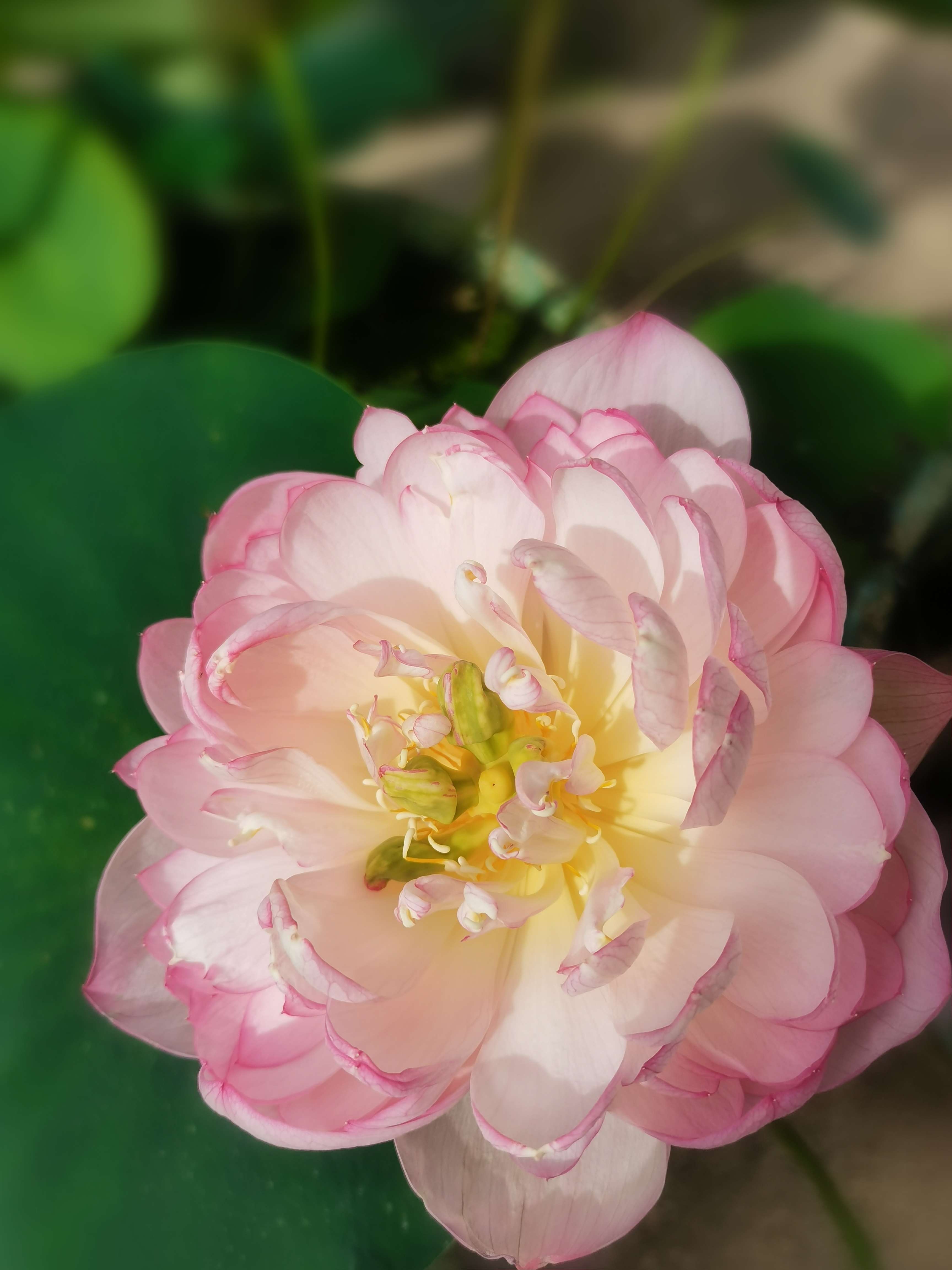 你要证得空性，你观空观成就了，无我观成就了，一切的业障消失了。