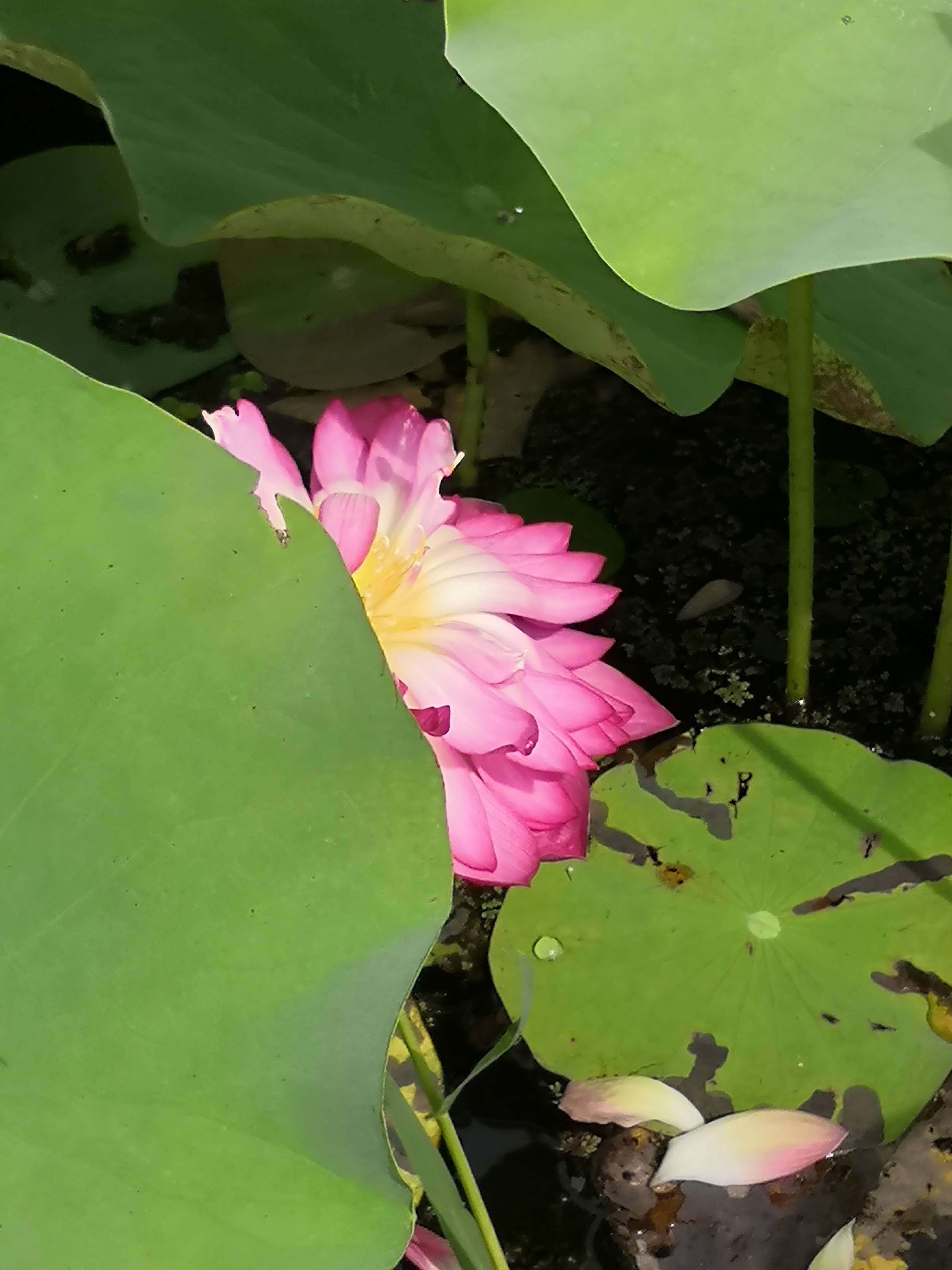 就像莲花在污泥里成长一样，我们要在虛妄当中，把真心显出来