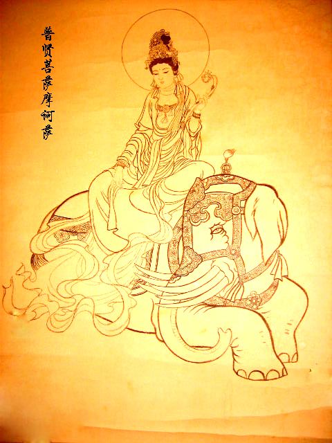 久远劫以前，一头年轻的白色大象在热带雨林中行走