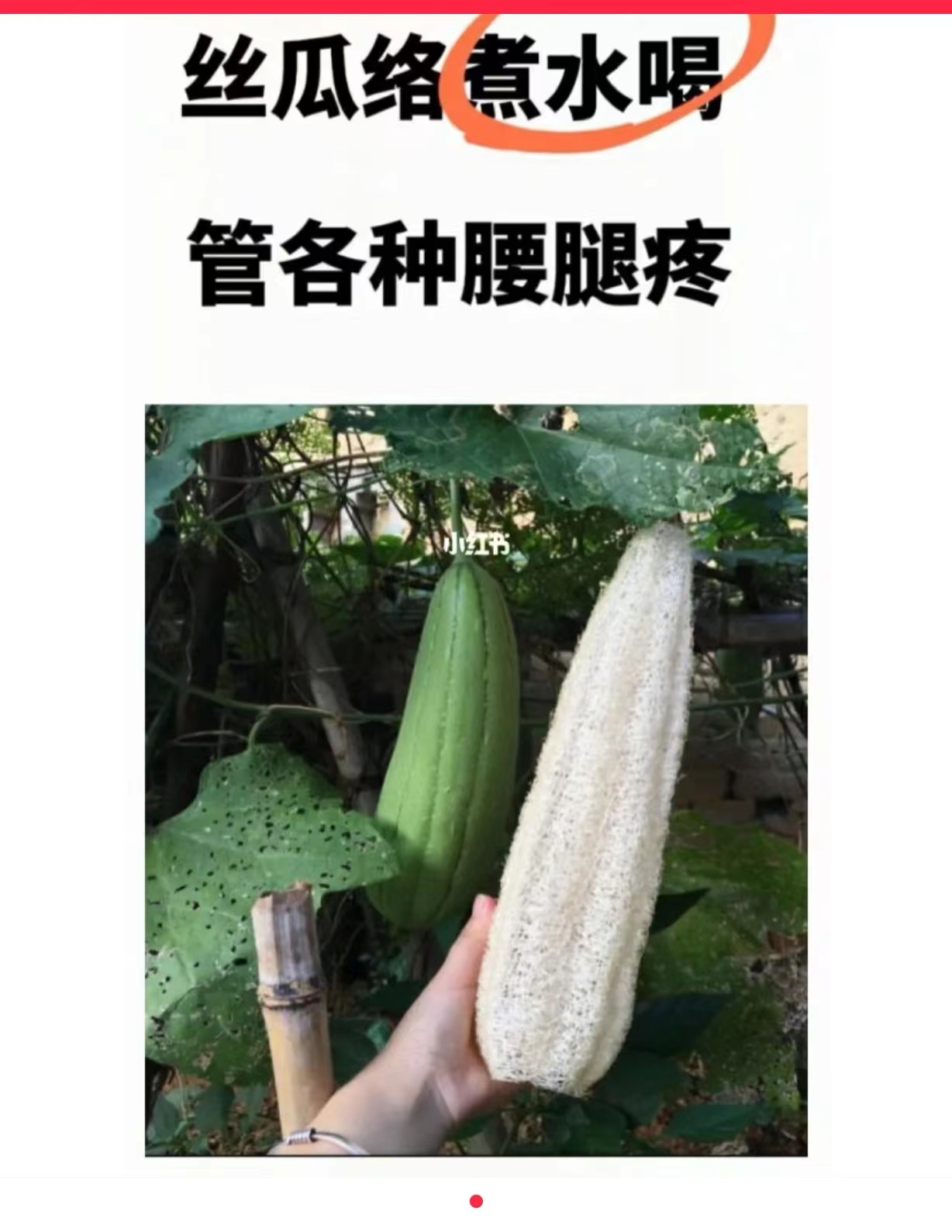 丝瓜络煮水喝，管各种腰腿疼