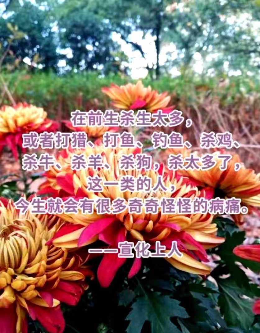 在前生杀生太多